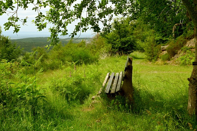 可能的阵容 可能的阵容